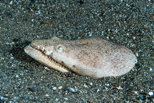 Crocodile Snake Eel Brachysomophis Crocodilinus