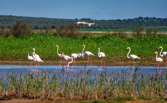Greater Flamingos in wetlands of Campillos lagoons in Malaga. Spain.
