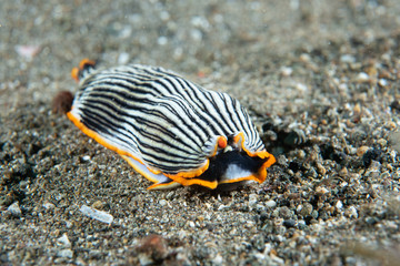 Nudibranch Armina sp. Anilao Philippines