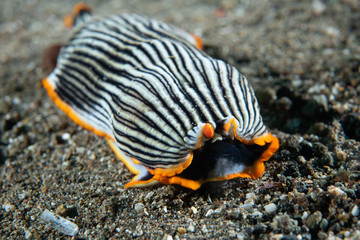 Nudibranch Armina sp. Anilao Philippines