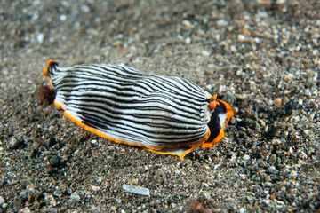 Nudibranch Armina sp. Anilao Philippines