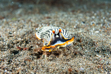 Nudibranch Armina sp. Anilao Philippines