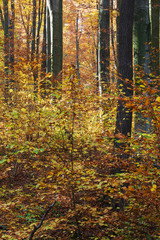 Fototapeta premium Thickets of young beech in the autumn forest in the sunshine
