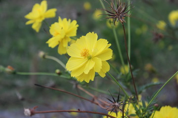 Close up macro beautiful of yellow cosmos flower on tree [2134]