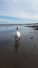 Fototapeta premium Swan on autumn beach