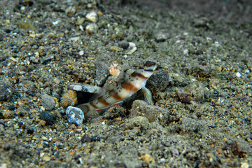 Diagonal Shrimp-Goby Amblyeleotris diagonalis