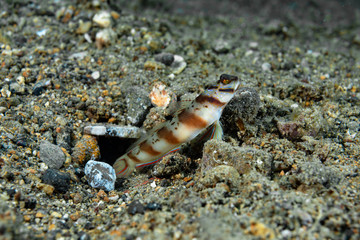 Diagonal Shrimp-Goby Amblyeleotris diagonalis