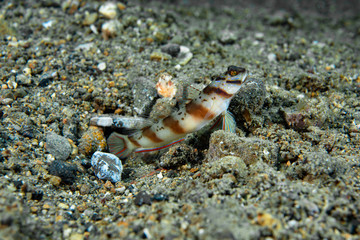 Diagonal Shrimp-Goby Amblyeleotris diagonalis