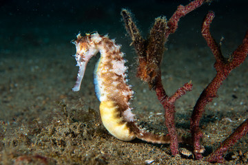 Thorny Seahorse Hippocampus histrix