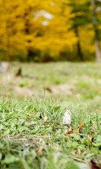 Obraz premium Nice white amanita on the green grass and gold autumn leaves in blur far away