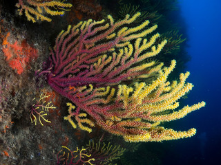 gorgonia in the mediterranean with blue background