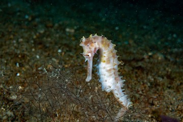 Thorny Seahorse Hippocampus histrix