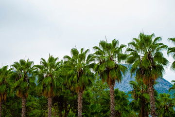 Naklejka premium palm grove under the blue sky