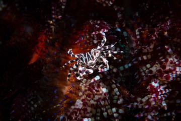 Zebra Urchin Crab Zebrida adamsii