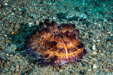 Fire Urchin Asthenosom varium