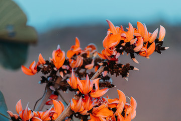 Fototapeta na wymiar Closeup shot of the flowers of Butea Monosperma