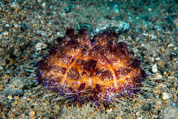 Fire Urchin Asthenosom varium