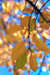 colorful autumn leaves changing color