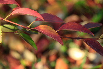 colorful autumn leaves changing color