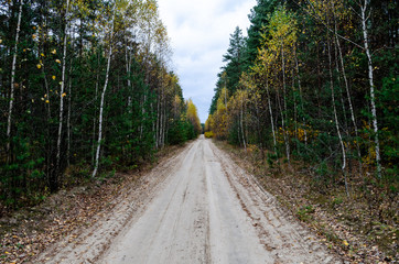 A dirt road through a beautiful autumn forest. Autumn forest on a cloudy gloomy day.