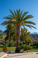 Fototapeta na wymiar date palm tree under blue sky