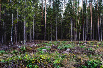 The place where the forest is cut down. Stumps remained after deforestation.