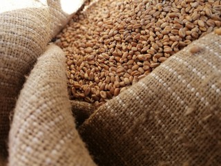 coffee beans in burlap sack