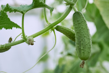 Young green cucumbers on a branch in the greenhouse.