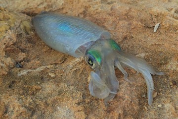 Kalmar fishing, cyprus, on the roks © NATALIIA TOSUN