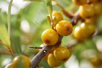 Shiny yellow sea buckthorn on a branch.