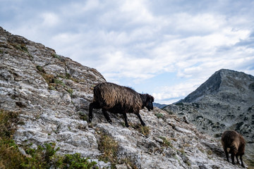 Herd of black sheeps in the bulgarian mountains