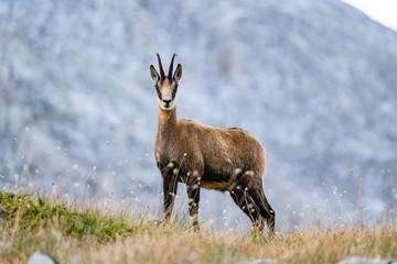 Naklejka na ściany i meble Wild goats in the bulgarian mountains, Pirin national park 