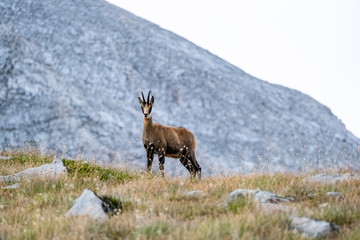 Wild goats in the bulgarian mountains, Pirin national park 