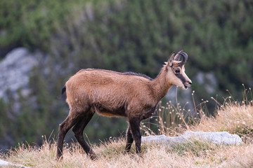 Wild goats in the bulgarian mountains, Pirin national park 