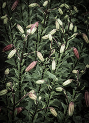 Fototapeta premium Lily flowers on long stems will bloom soon