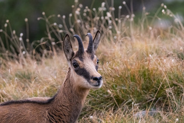 Wild goats in the bulgarian mountains, Pirin national park 