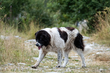 shepherd dog in the summer bulgarian mountain
