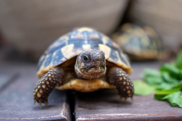 Tortoise little