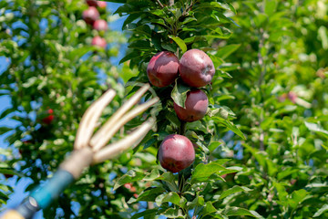 the fruit catcher gather apples from the tree in the gadren