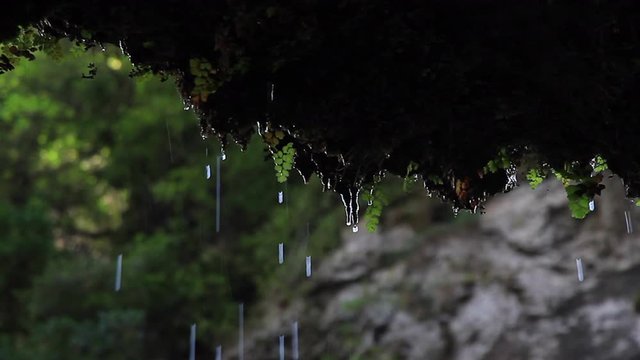 Nice detail of raindrops hanging in vegetation