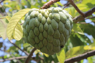 Close up macro natural sugar apple fruit, custard apple on tree. Annona squamosa also known as sweetsop [2136]