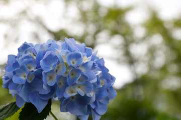 Beautiful blooming blue Hydrangea or Hortensia flowers (Hydrangea macrophylla) on blur background in summer. Nature background.