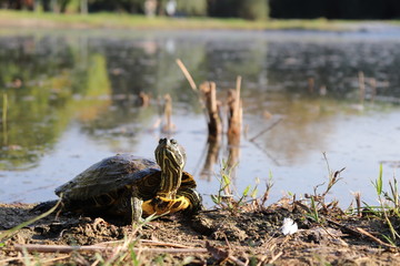 Obraz premium green turtle in pond