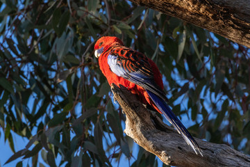 Crimson Rosella