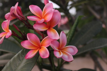 Orange and pink plumeria frangipani flowers, plumeria blossom blooming on tree [2114]