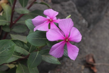 Close up, blooming pink flowers of Chataranthus roseus. Pink periwinkle, old maid, tapak dara in...