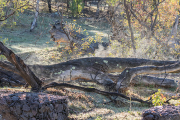 Morning mist rising from a log
