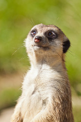 Erdmännchen (Suricata suricatta)