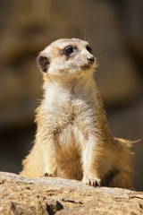 Erdmännchen (Suricata suricatta)