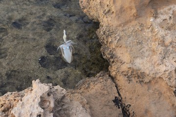 Kalmar fishing, cyprus, on the roks © NATALIIA TOSUN